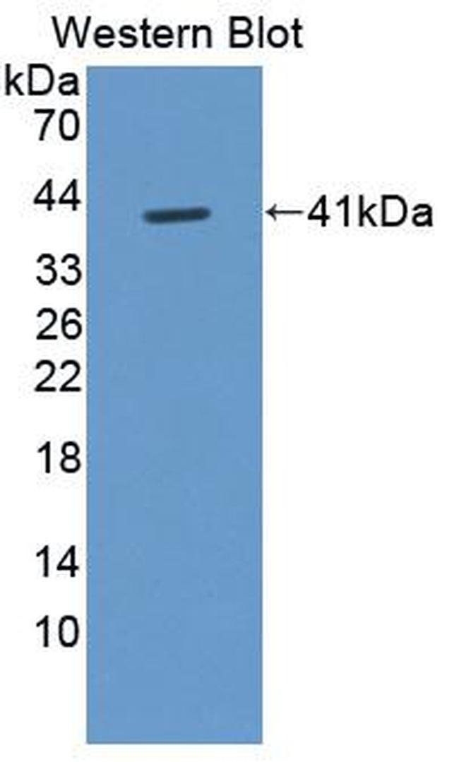 FIGN Antibody in Western Blot (WB)