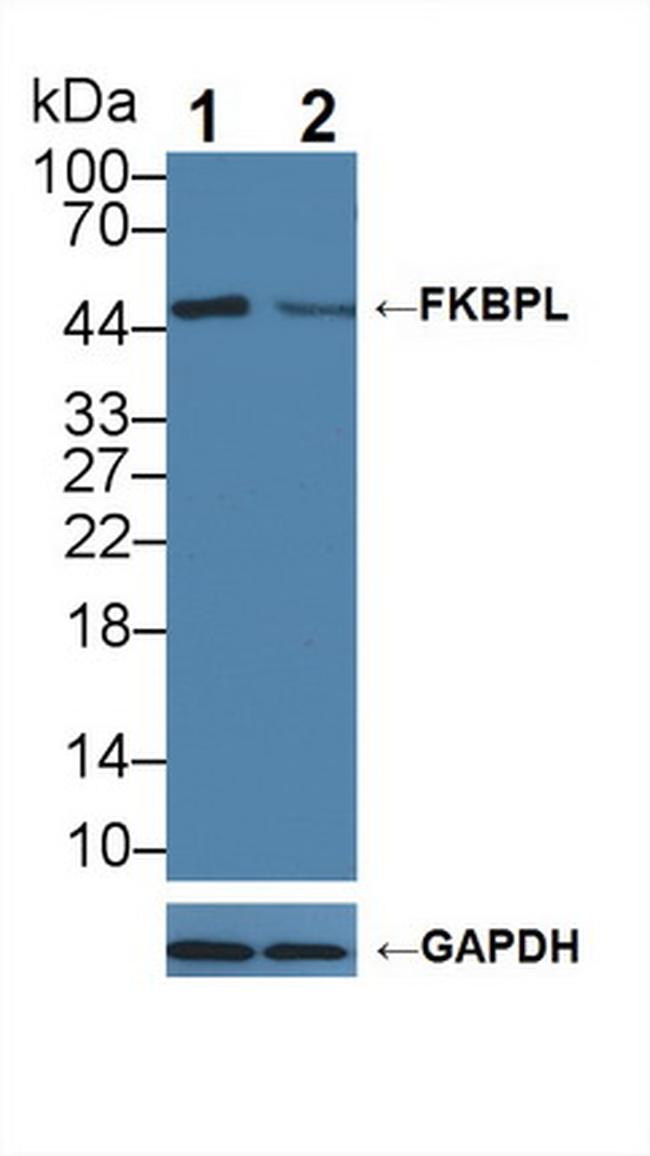 FKBPL Antibody in Western Blot (WB)