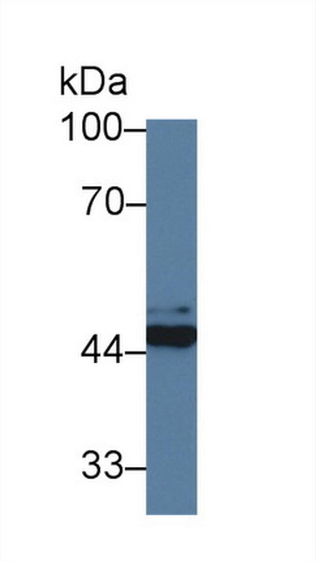 FKBPL Antibody in Western Blot (WB)