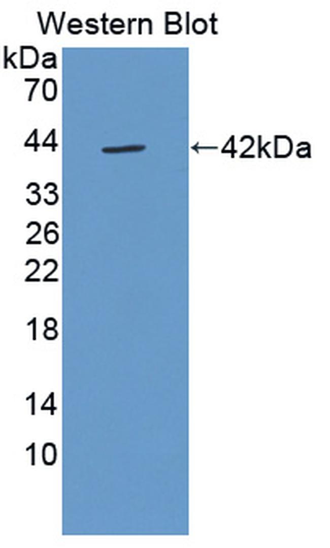 FKBPL Antibody in Western Blot (WB)