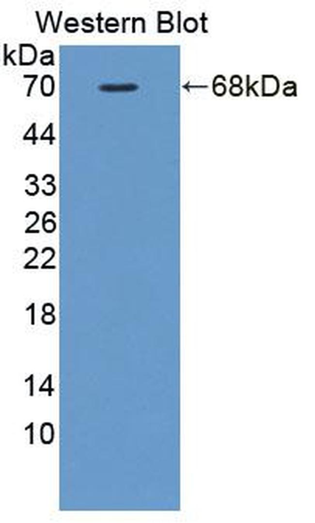 FKBPL Antibody in Western Blot (WB)