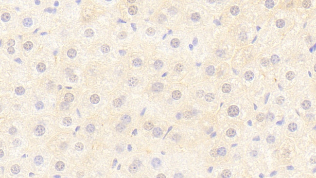 FLT3LG Antibody in Immunohistochemistry (Paraffin) (IHC (P))