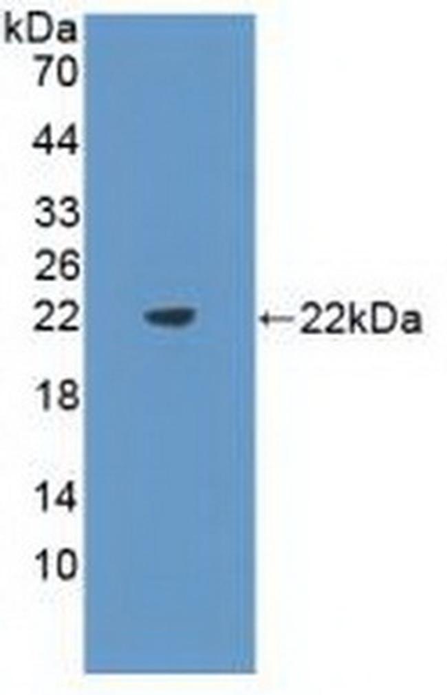 FLT3LG Antibody in Western Blot (WB)