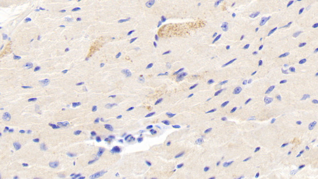 FSTL3 Antibody in Immunohistochemistry (Paraffin) (IHC (P))