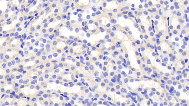 FSTL3 Antibody in Immunohistochemistry (Paraffin) (IHC (P))