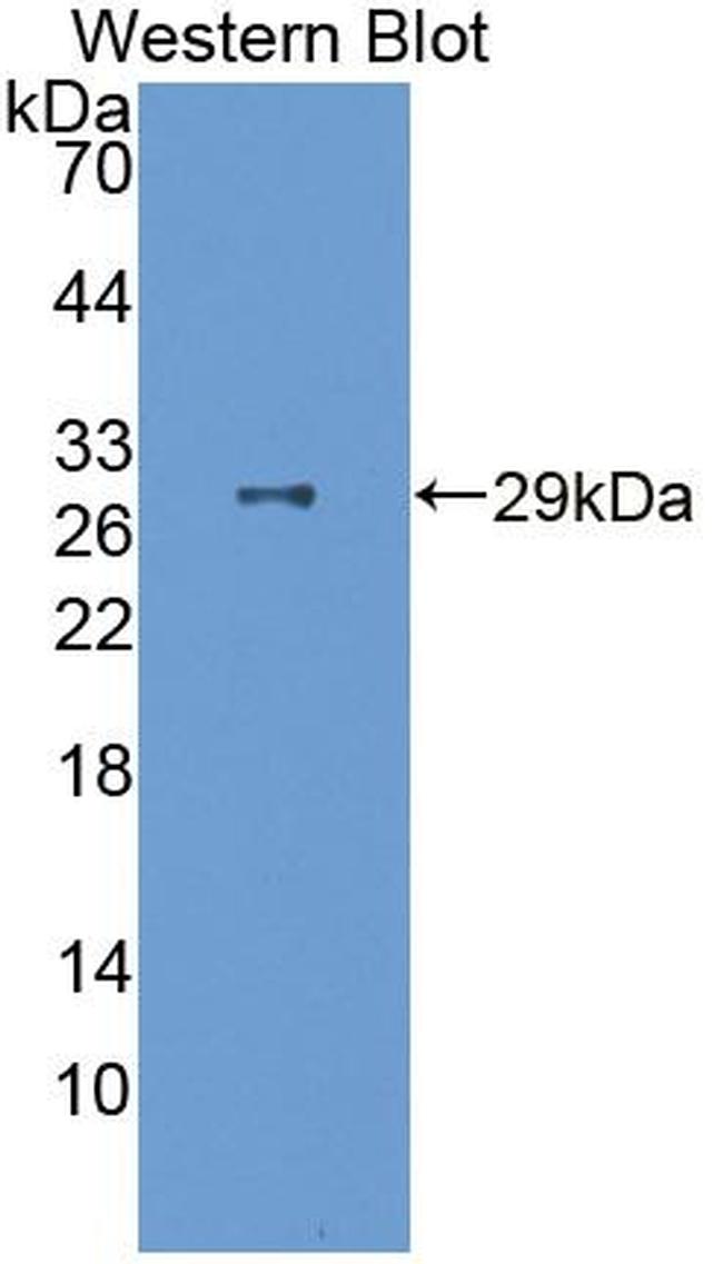 FSTL3 Antibody in Western Blot (WB)