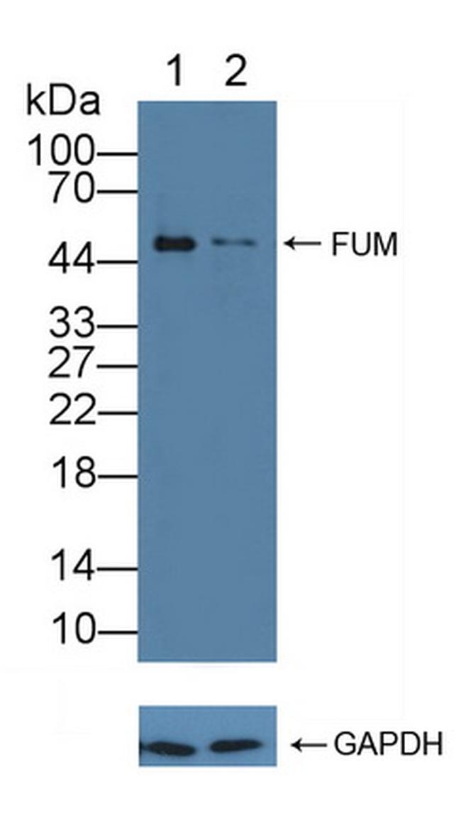 Fumarase Antibody in Western Blot (WB)