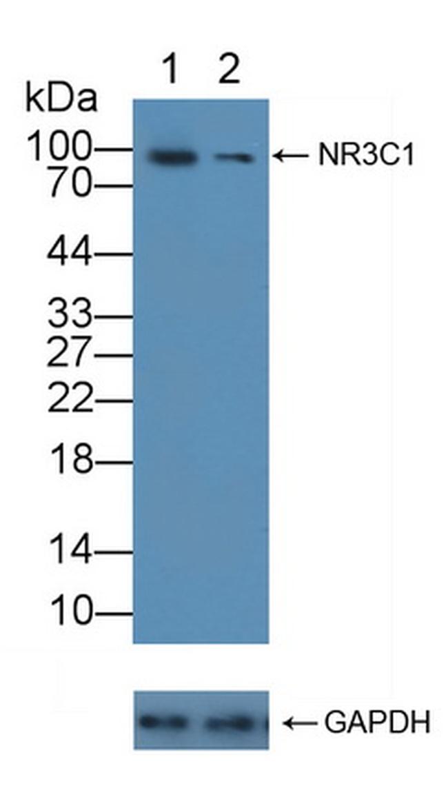 Glucocorticoid Receptor Antibody in Western Blot (WB)