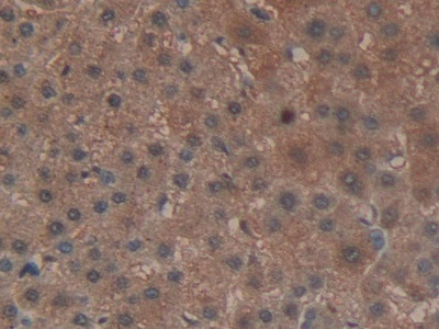 GPX4 Antibody in Immunohistochemistry (Paraffin) (IHC (P))