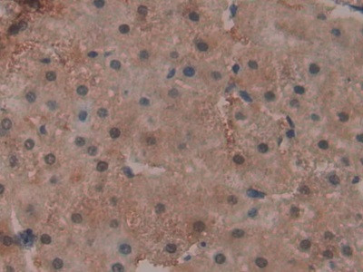 GPX4 Antibody in Immunohistochemistry (Paraffin) (IHC (P))