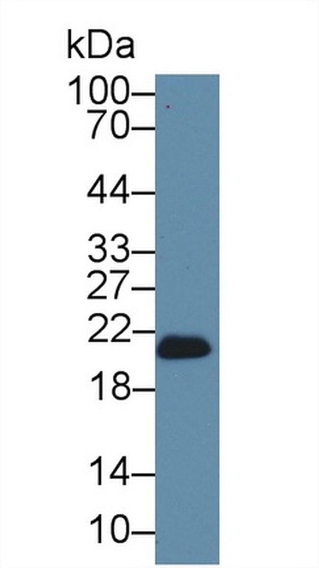 GPX4 Antibody in Western Blot (WB)