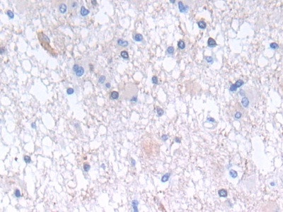 GLTP Antibody in Immunohistochemistry (Paraffin) (IHC (P))