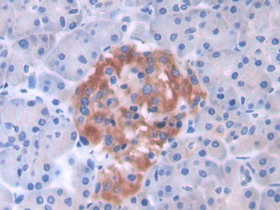 GLTP Antibody in Immunohistochemistry (Paraffin) (IHC (P))