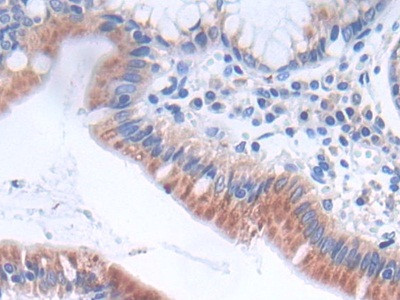 GLTP Antibody in Immunohistochemistry (Paraffin) (IHC (P))