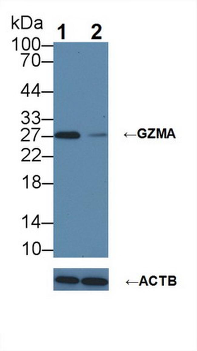 Granzyme A Antibody in Western Blot (WB)