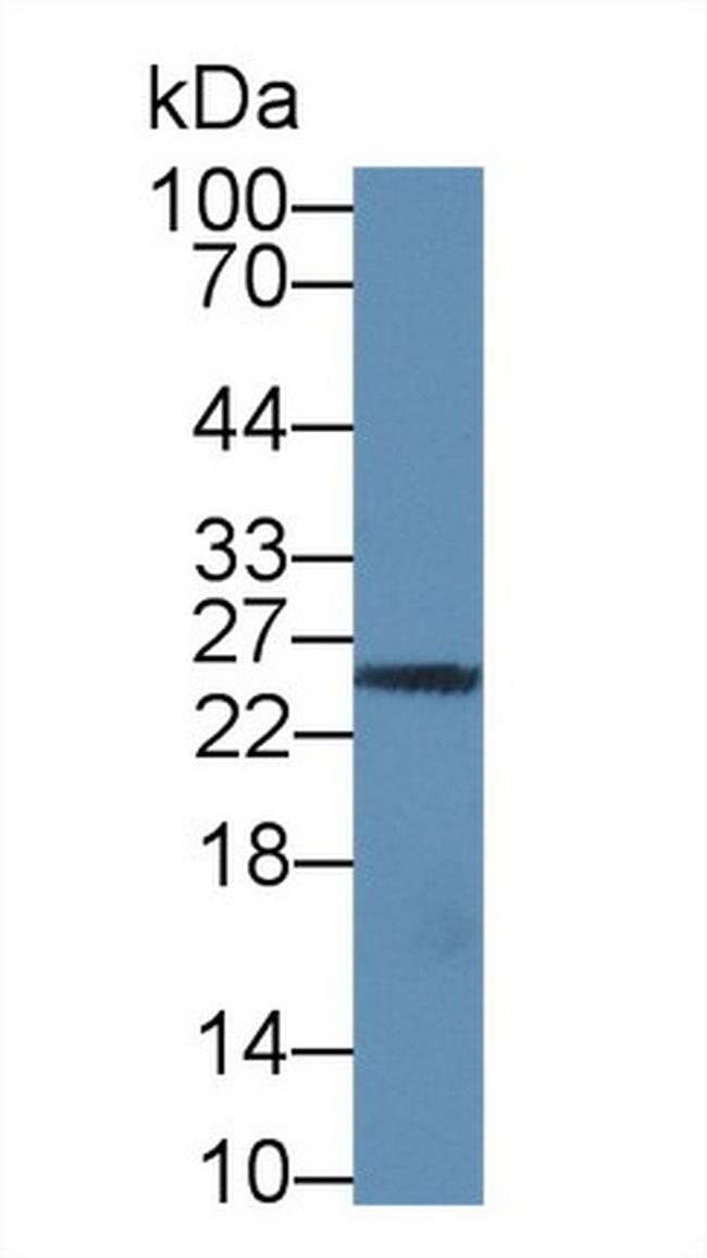 Granzyme M Antibody in Western Blot (WB)