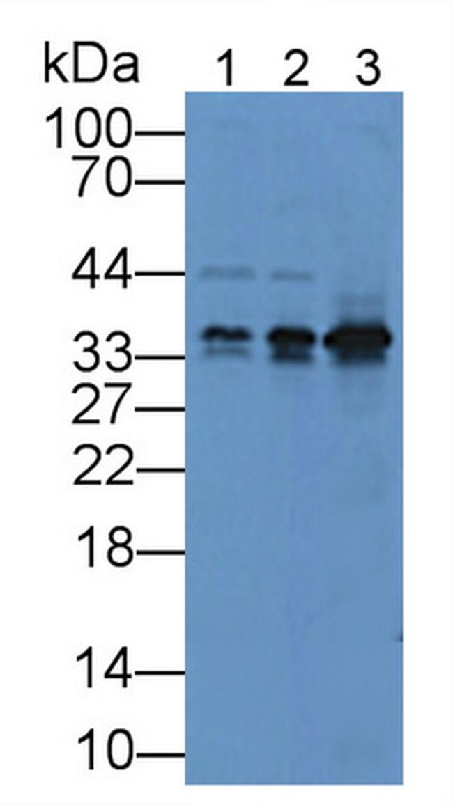 GDF1 Antibody in Western Blot (WB)