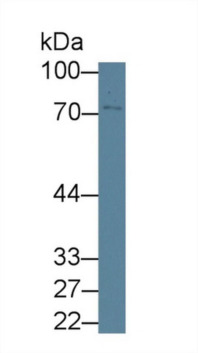 GBP4 Antibody in Western Blot (WB)