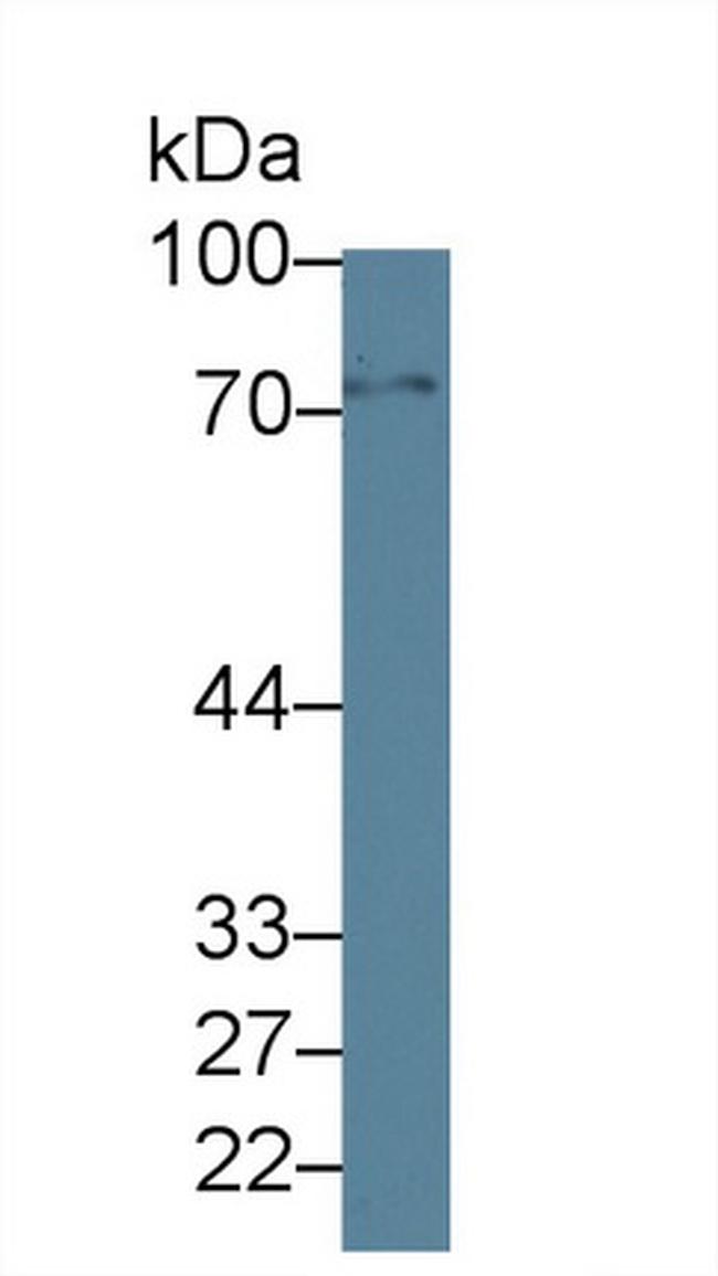 GBP4 Antibody in Western Blot (WB)