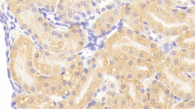 HSPBP1 Antibody in Immunohistochemistry (Paraffin) (IHC (P))