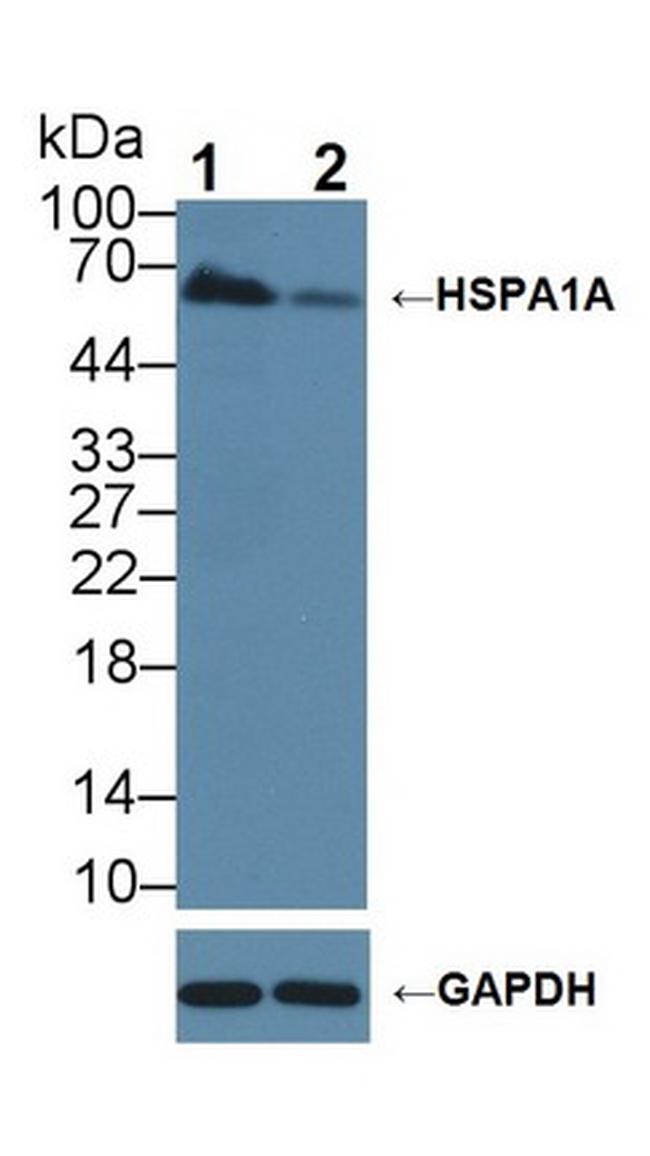 HSPA1A Antibody in Western Blot (WB)