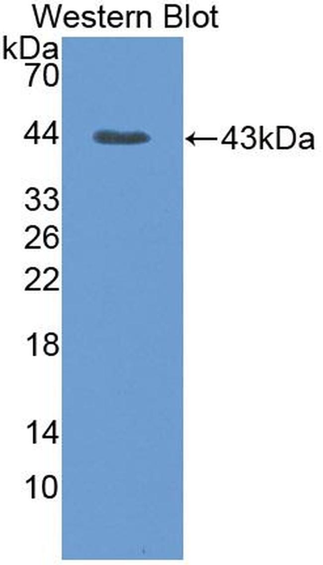 HSPA1A Antibody in Western Blot (WB)