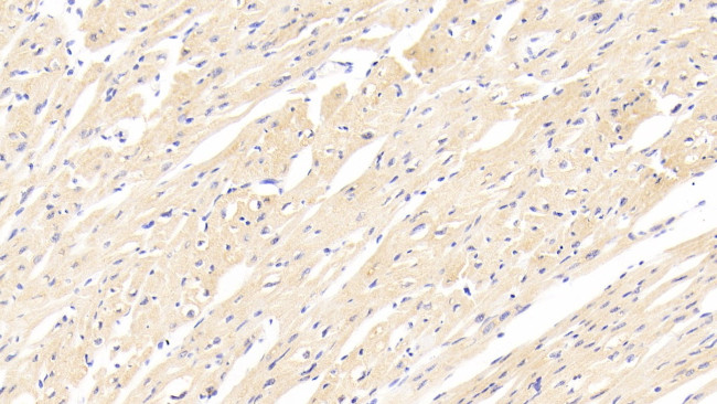 Perlecan Antibody in Immunohistochemistry (Paraffin) (IHC (P))