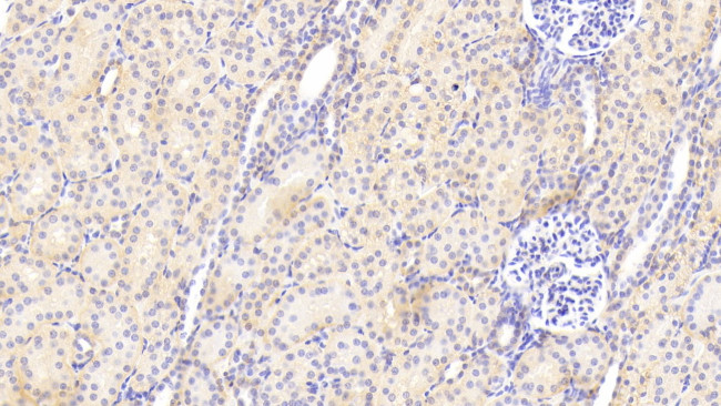 Perlecan Antibody in Immunohistochemistry (Paraffin) (IHC (P))