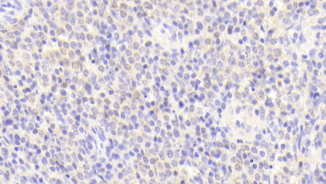 Perlecan Antibody in Immunohistochemistry (Paraffin) (IHC (P))