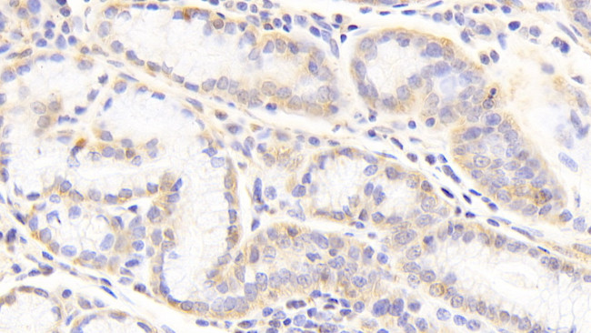 Perlecan Antibody in Immunohistochemistry (Paraffin) (IHC (P))