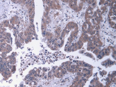 Perlecan Antibody in Immunohistochemistry (Paraffin) (IHC (P))