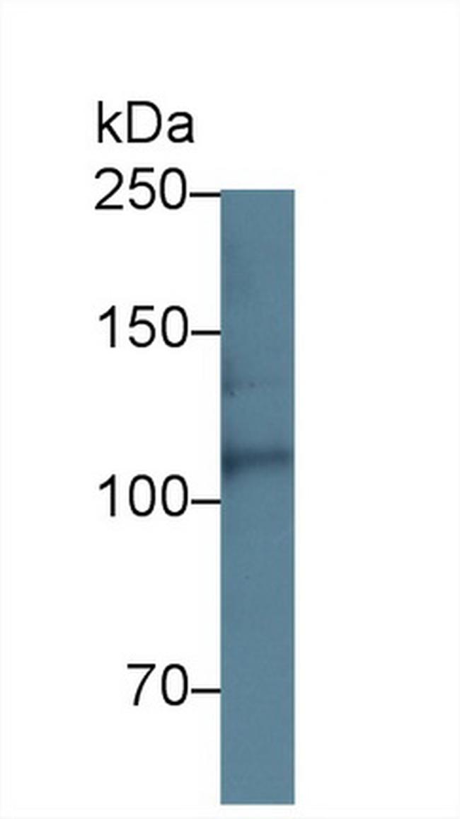 Perlecan Antibody in Western Blot (WB)