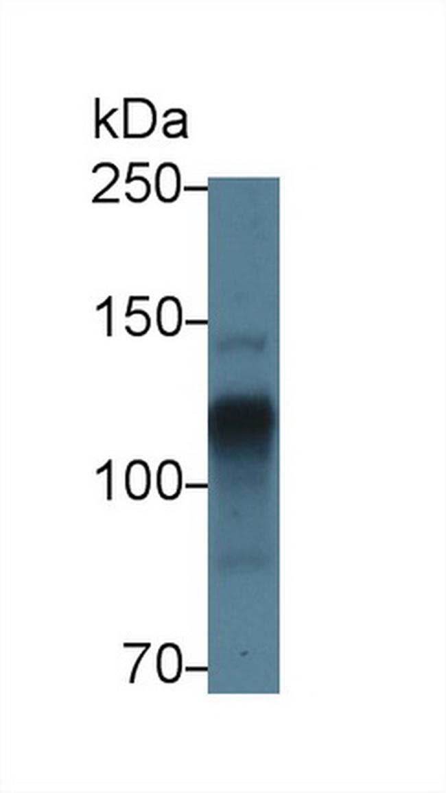 Perlecan Antibody in Western Blot (WB)