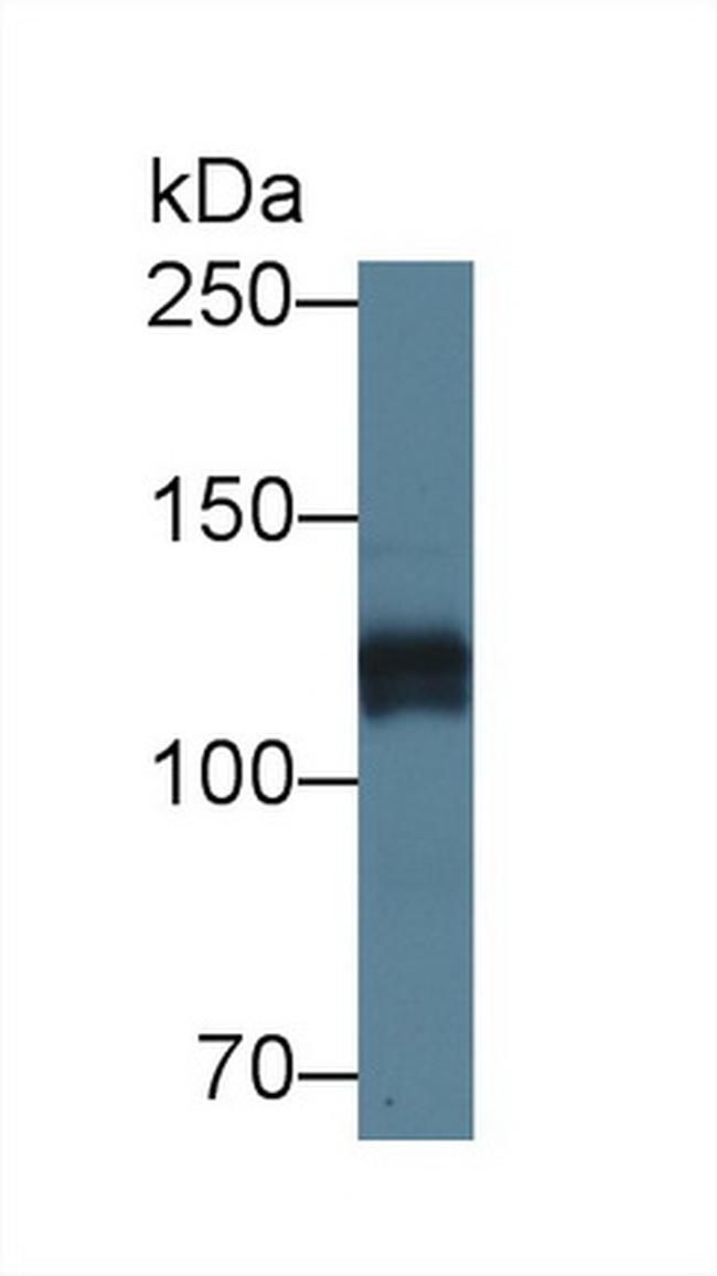 Perlecan Antibody in Western Blot (WB)