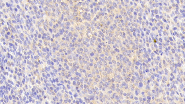 HPa1 Antibody in Immunohistochemistry (Paraffin) (IHC (P))