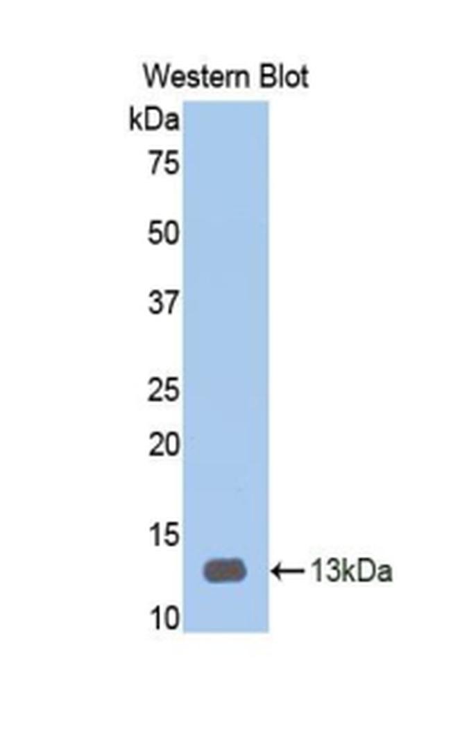 HPa1 Antibody in Western Blot (WB)