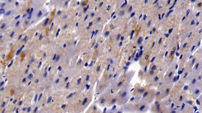 HBEGF Antibody in Immunohistochemistry (Paraffin) (IHC (P))