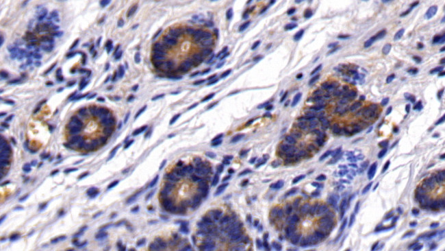 HBEGF Antibody in Immunohistochemistry (Paraffin) (IHC (P))