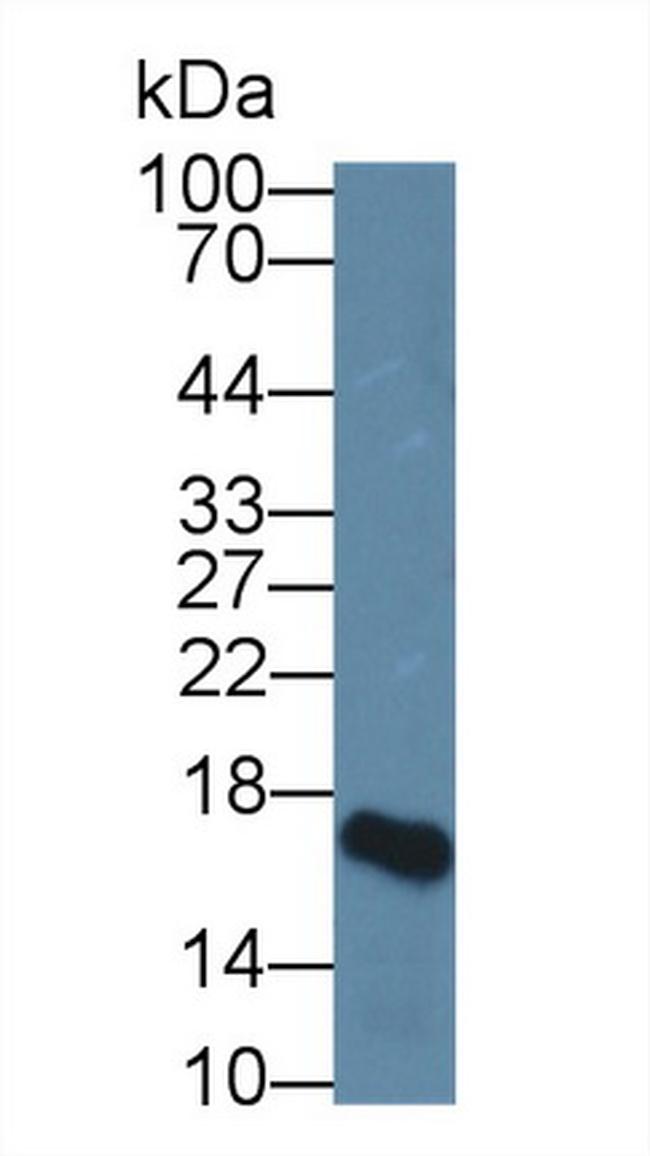 HBEGF Antibody in Western Blot (WB)