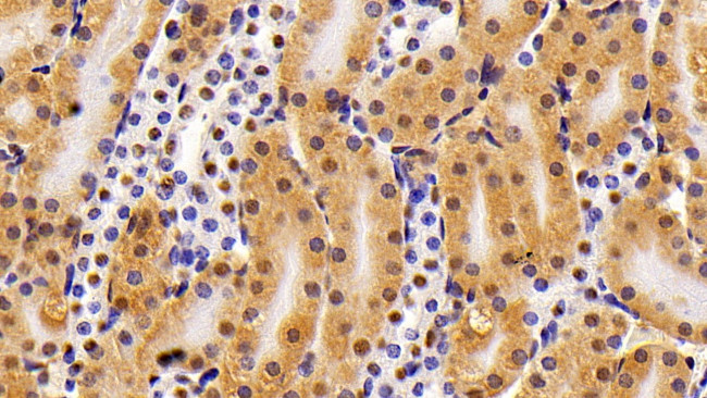 HMGB1 Antibody in Immunohistochemistry (Paraffin) (IHC (P))