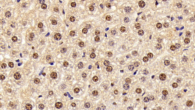 HMGB1 Antibody in Immunohistochemistry (Paraffin) (IHC (P))