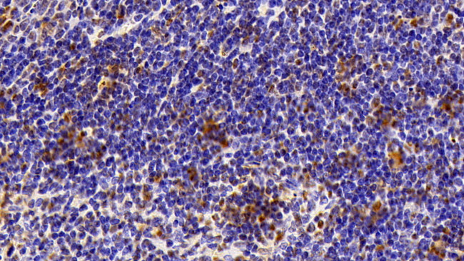 HMGB1 Antibody in Immunohistochemistry (Paraffin) (IHC (P))