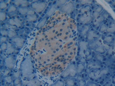 HMGB1 Antibody in Immunohistochemistry (Paraffin) (IHC (P))