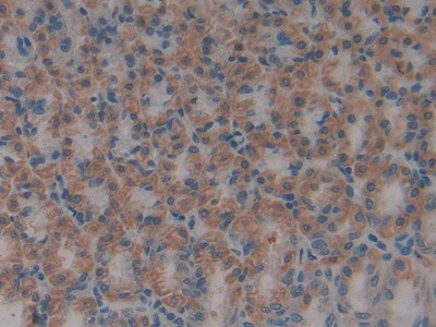 HMGB1 Antibody in Immunohistochemistry (Paraffin) (IHC (P))