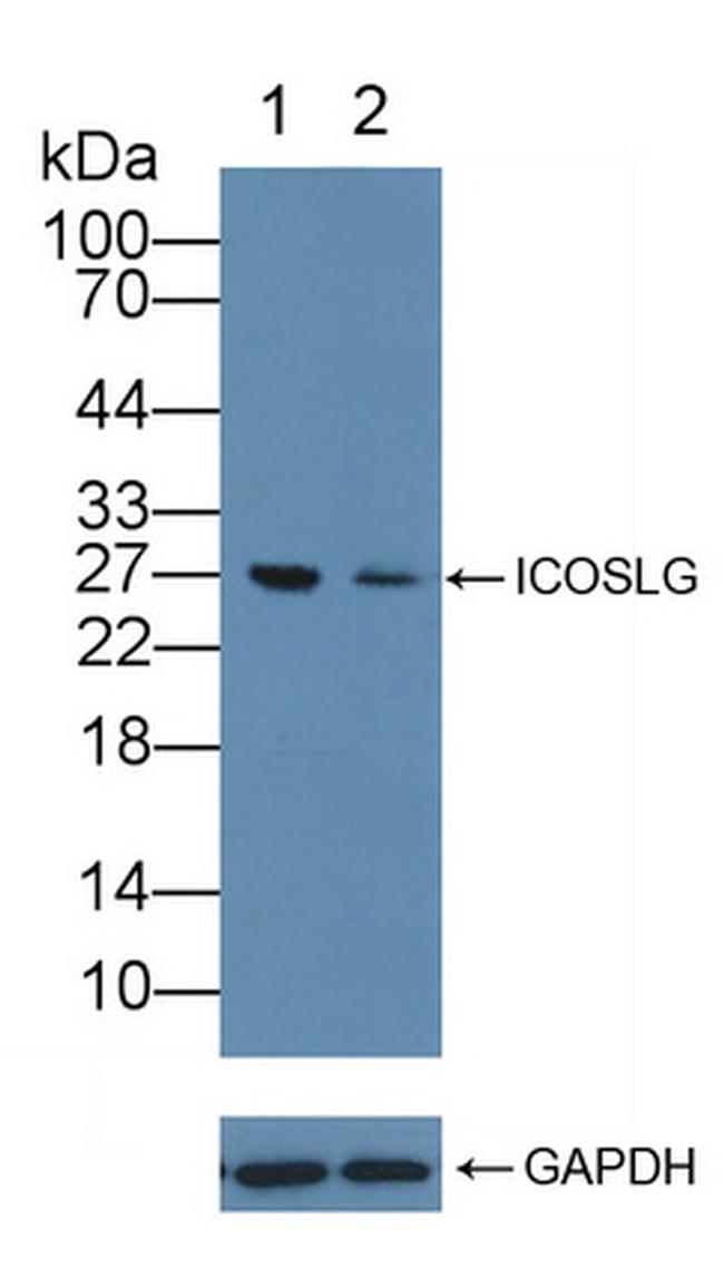 CD275 (B7-H2) Antibody in Western Blot (WB)