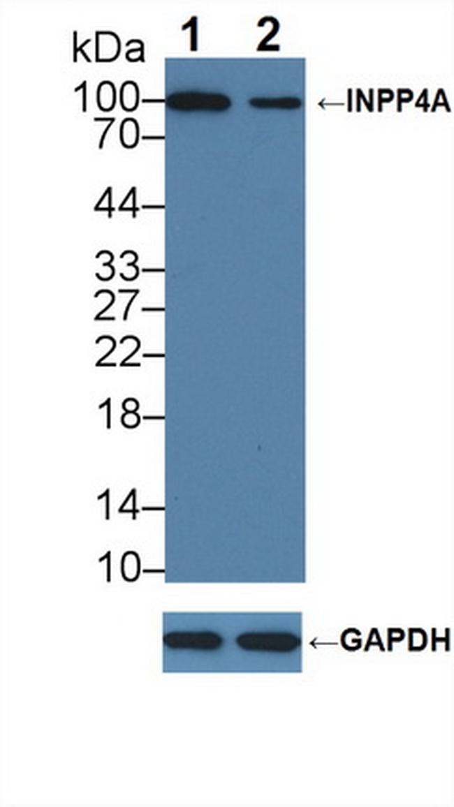 INPP4A Antibody in Western Blot (WB)