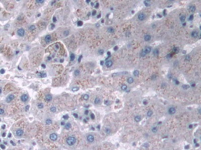 IFI35 Antibody in Immunohistochemistry (Paraffin) (IHC (P))