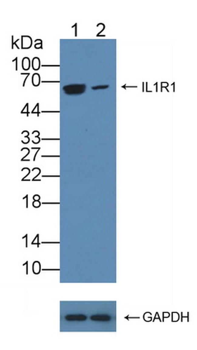 IL1R1 Antibody in Western Blot (WB)