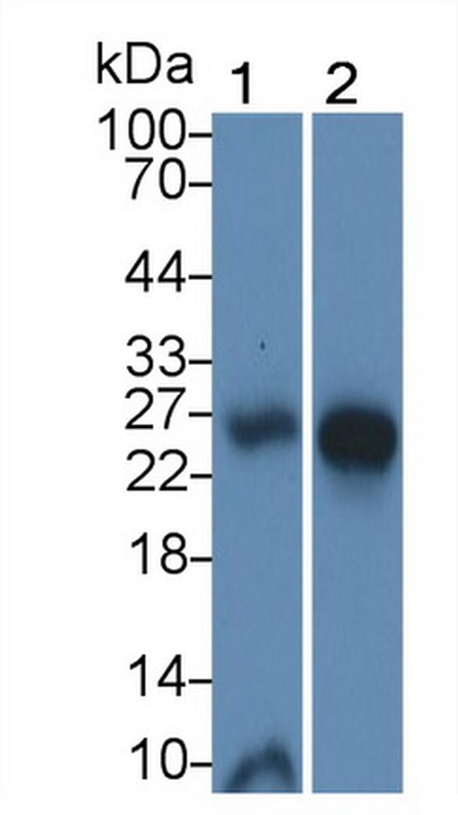 IL-25 Antibody in Western Blot (WB)