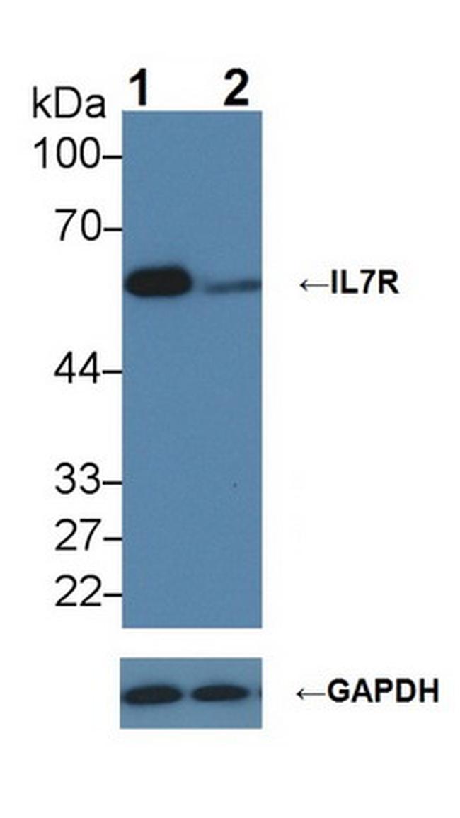 CD127 Antibody in Western Blot (WB)